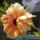Nekem_is_van_naponta_egyket_mai_hibim_csakugyanazon_a_tovon_1491694_3155_t
