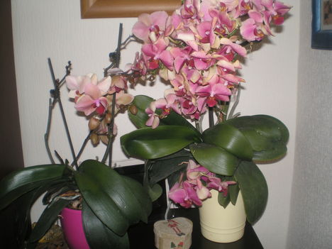 orchideáink  részlet