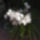 Orhidea_1491852_6042_t