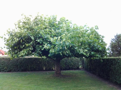 platán bonsai nyáron