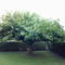 platán bonsai nyáron