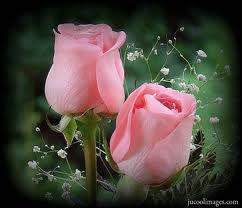 villogó rózsák