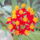Viragok_001-006_1491472_1418_t