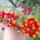 Viragok_002-005_1491471_9648_t