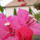 Viragok_003-005_1491488_3778_t