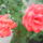 Viragok_026-001_1491483_1544_t