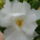 Viragok_030-001_1491478_3718_t