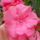 Viragok_031-001_1491491_6536_t