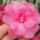 Viragok_032-001_1491476_1688_t
