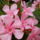 Viragok_033-001_1491484_7590_t
