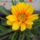 Viragok_036-001_1491474_1680_t