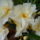 Viragok_037-001_1491489_8182_t