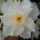 Viragok_038-002_1491482_2855_t