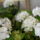 Viragok_041-001_1491481_4447_t