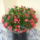 Viragok_044_1491492_5532_t