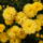 Viragok_046-001_1491486_7767_t