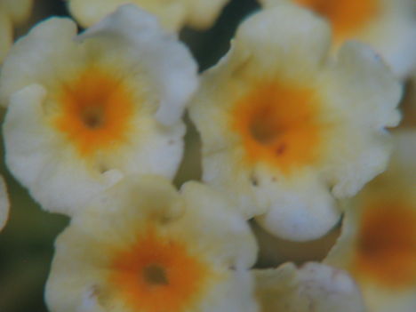 júliusi virágok 1