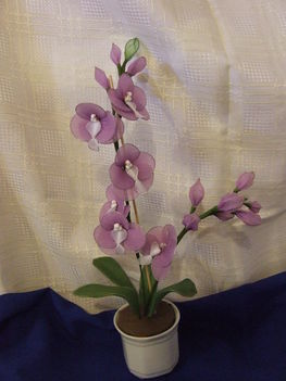 orchidea lilában