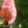 Hat_ott_mi_van_a_dio_mogott_1493395_1724_t