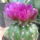 Ircsi (Szöllősiné) kaktuszok, pozsgások