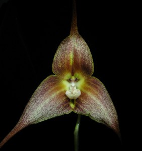 majom_orchidea8-282x300