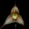majom_orchidea8-282x300