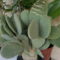 Medvetalp kaktusz egyik fajtája (opuntia basilaris)