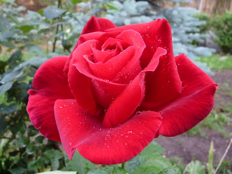 rózsa a kertben