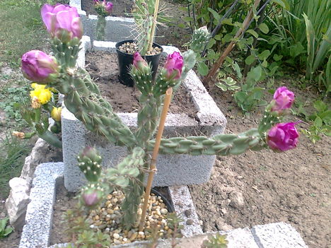 Szintén télálló kaktusz..(opuntia imbrica)