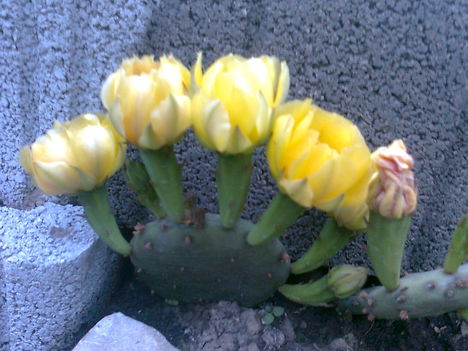 Télálló kaktusz, ( opuntia  humifusa)