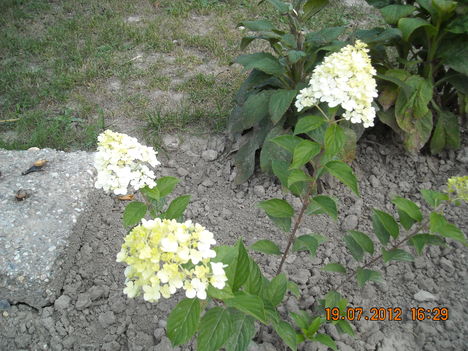 virágok 157