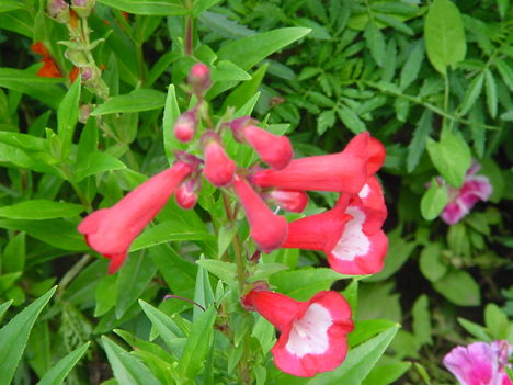 Kertünkből 5