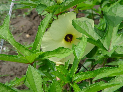 Kertünkből 6