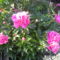SAM_1854 rózsaszín bazsarózsa