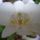 Viragzas__10_1494913_5058_t