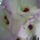 Viragzas__14_1494917_8097_t