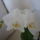 Viragzas__16_1494919_8394_t
