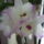 Viragzas__1_1494904_8342_t