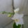 Viragzas__4_1494907_1516_t