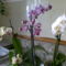 3 is nyílt egyszerre, lepkeorchideák