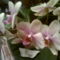 Ez is lepkeorchidea (phalenopsis)