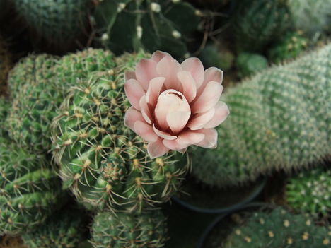 Gymnocalycium baldianum