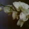 Lepkeorchidea (phalenopsis)