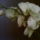 Lepkeorchidea_phalenopsis_1495279_4861_t