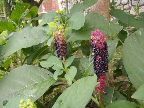 Álkörmös (Phytolacca americana.)