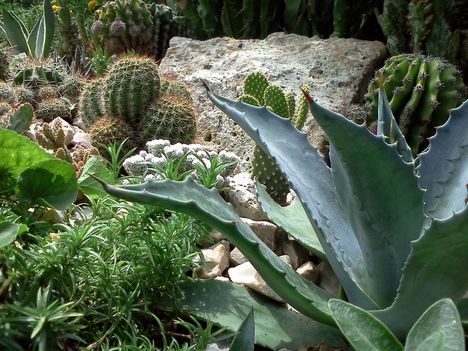 Kaktuszok között