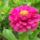 Kedvenc_szinu_zinniam_ii_1496150_3522_t