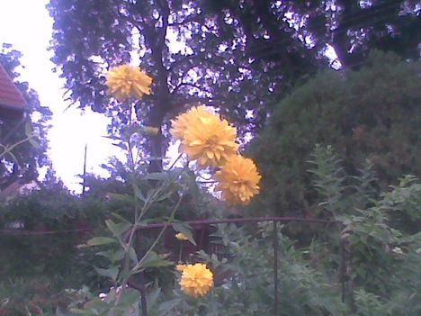 Kép007jpg. Esztike sárga virágja