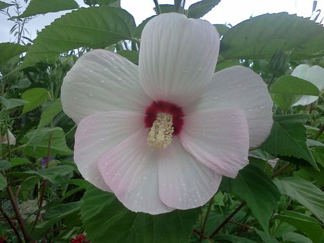 Mocsári hibiszkusz - halvány rózsaszín