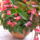 Begonia_1497724_9888_t